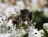 Bombus sylvarum